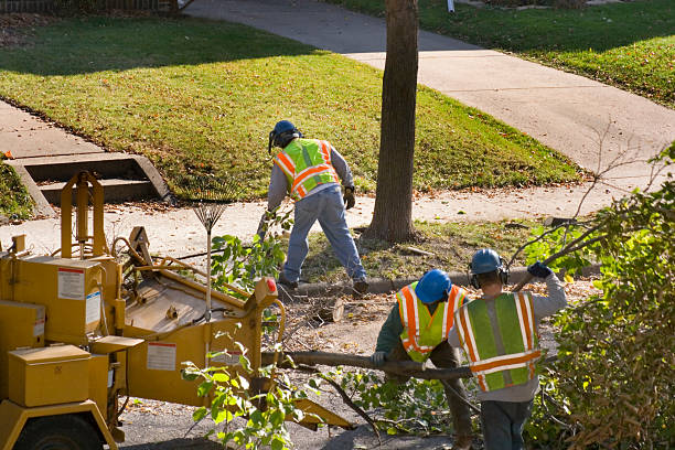 The Steps Involved in Our Tree Care Process in Northview, MI